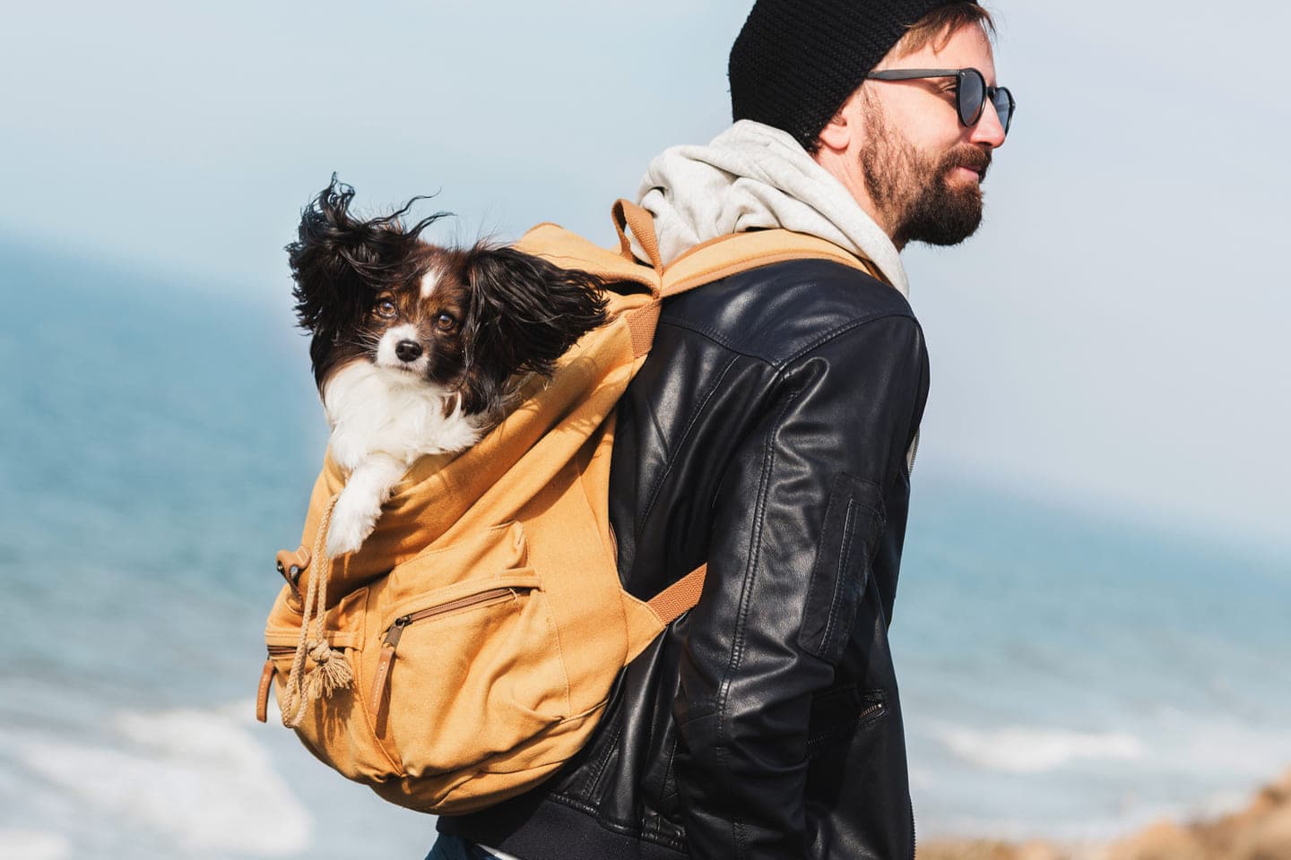 How to Prepare for Traveling with Pets: Key Rules